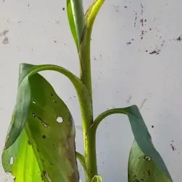 Bananier japonais 'Red tiger' (Musa sikkimensis) — jeune plant vert avec larges feuilles abîmées · Godet