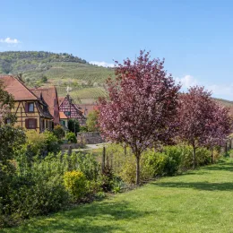 Prunier myrobolan 'Pissardii nigra' (Prunus cerasifera) — alignement d’arbres en fleurs près de maisons alsaciennes
