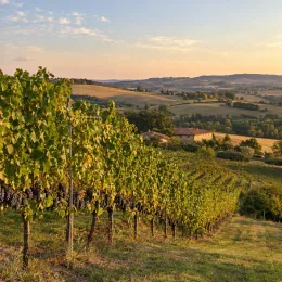 Cépage noir 'Cabernet sauvignon' (Vitis vinifera) — rangées de vignes chargées de grappes noires · Photo d'illustration