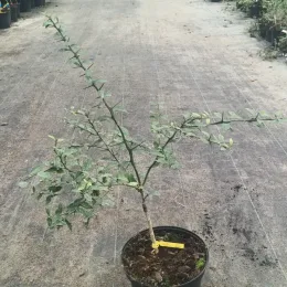 Citronnier caviar 'Faustrime' (Citrus australasica) — jeune arbuste épineux en pot sur sol de pépinière · Pot 5L Touffe