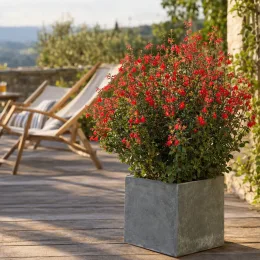 Sauge arbustive 'Flammenn' (Salvia jamensis) — buisson fleuri rouge en pot sur terrasse · Photo d'illustration