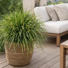 Lomandra 'Tanika' (Lomandra longifolia) — touffe dense de feuillage vert sur terrasse · Photo d'illustration