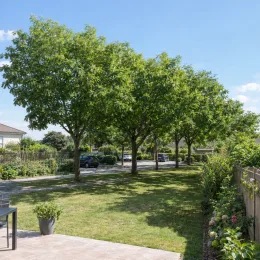 Robinier faux-acacia 'Bessoniana' (Robinia pseudoacacia) — alignement d’arbres ombrageant une pelouse de jardin
