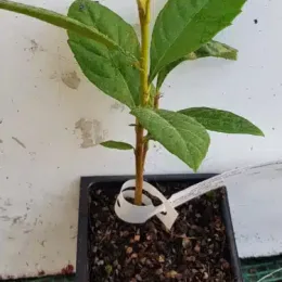 Néflier du japon (Eriobotrya japonica) — jeune plant vert en pot plastique carré · Godet