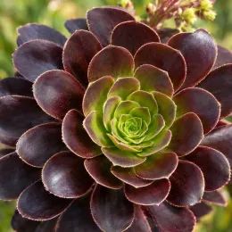 Aéonium pourpre 'Purpureum' (Aeonium arboreum) — rosette succulente pourpre à centre vert, gros plan