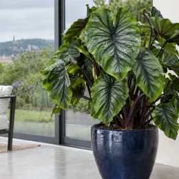 Oreille d'éléphant 'Pharaohs mask' (Colocasia esculenta) — grand feuillage exotique nervuré dans un pot bleu