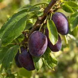 Prunier 'Santa clara' (Prunus domestica) — fruits violets mûrs sur branche avec feuillage · Photo d'illustration