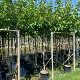 Mûrier platane sans fruit (Morus kagayamae) — alignement de jeunes arbres tuteurés en pot · Pot 30L Tige 10/12