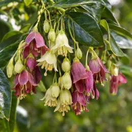 Holboellia (Holboellia latifolia) — grappes de petites fleurs pendantes bicolores · Photo d'illustration