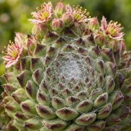 Joubarbe 'Sirius' (Sempervivum) — rosette succulente avec toile soyeuse et boutons fleuris · Photo d'illustration