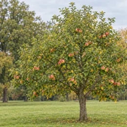 Pommier 'Grand alexandre' (Malus domestica) — arbre fruitier isolé couvert de pommes · Photo d'illustration