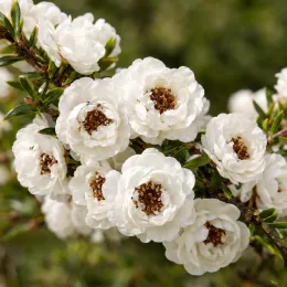 Arbre à thé 'Flurry' (Leptospermum) — grappe de petites fleurs blanches doubles sur branche · Photo d'illustration