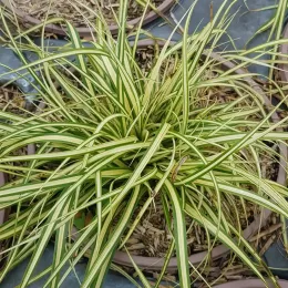 Laîche d'Oshima (Carex oshimensis) — touffe dense de feuilles fines panachées en pot · Pot 3L Touffe