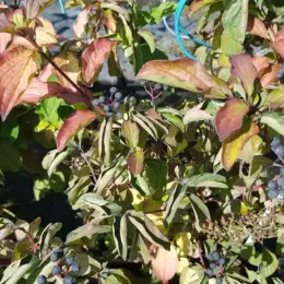 Cornouiller sanguin (Cornus sanguinea) — rameaux feuillés avec grappes de petites baies foncées · Pot 8L