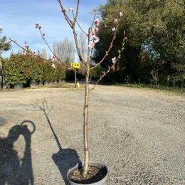 Nectarinier 'Silverlode' (Prunus persica) — jeune arbre fruitier en pot sur graviers · Pot 10L Gobelet
