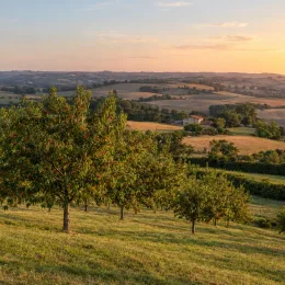 Cerisier 'Xapata' (Prunus avium) — verger de cerisiers sur colline au coucher du soleil · Photo d'illustration