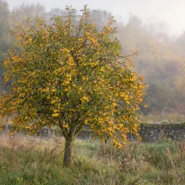 Pommier d'ornement 'Golden hornet' (Malus) — arbre isolé couvert de petits fruits jaunes