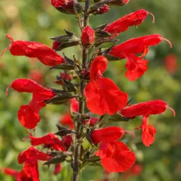 Sauge arbustive 'Flammenn' (Salvia jamensis) — gros plan sur épis de fleurs rouges · Photo d'illustration