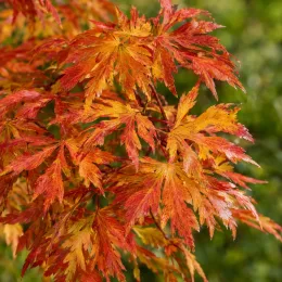 Érable du japon à feuilles d'aconit 'Aconitifolium' (Acer japonicum) — feuillage découpé aux couleurs rouges et orangées · Photo d'illustration
