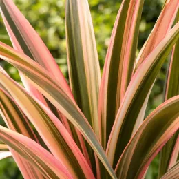 Lin de nouvelle-zélande 'Flamingo' (Phormium tenax) — gros plan de longues feuilles panachées rose et vert · Photo d'illustration