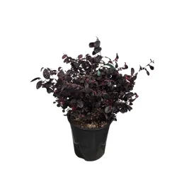 Loropétale de chine 'Black pearl' (Loropetalum chinense) — arbuste au feuillage pourpre dense en pot noir · Pot 10L