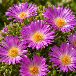 Pourpier vivace 'Dream' (Delosperma) — fleurs violettes étoilées au cœur jaune · Photo d'illustration
