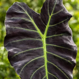 Oreille d'éléphant géante couleur violet à nervure centrale vert clair 'Aloha' (Colocasia esculenta) — gros plan sur une grande feuille sombre nervurée · Photo d'illustration