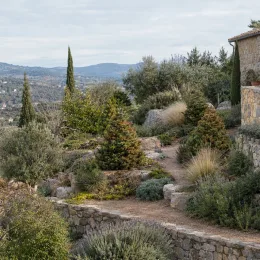 Cèdre du japon 'Bandai sugi' (Cryptomeria japonica) — massif de conifères dans jardin sec en terrasses