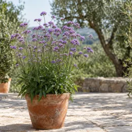 Verveine de buenos-aires 'Blue violet' (Verbena bonariensis) — touffe florale violette en pot sur terrasse en pierre · Photo d'illustration