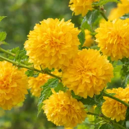 Corête du japon à fleurs doubles 'Pleniflora' (Kerria japonica) — gros plan de pompons floraux jaunes lumineux