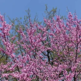 Cercis
