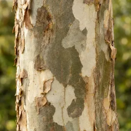 Platane commun 'Alphen's globe' (Platanus acerifolia) — gros plan d’un tronc à écorce desquamée