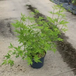 Arbre au poivre 'Laciniata' (Vitex agnus) — jeune arbuste feuillu en pot de pépinière · Pot 7.5L