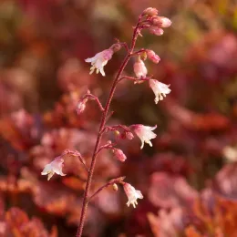 Heuchère 'Eternal fire' (Heuchera) — grappe de petites fleurs en cloche crème rosé