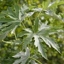 Érable argenté 'Born s gracious' (Acer saccharinum) — gros plan sur feuilles palmées bicolores · Photo d'illustration