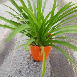 Agapanthe Africaine 'Blanche' (Agapanthus africanus) — plante verte à longues feuilles rubanées en pot · Pot 3L