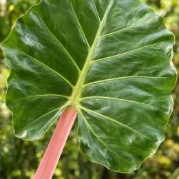 Oreille d'elephant géante 'Borneo giant pink stem' (Alocasia macrorrhiza) — grand limbe luisant sur pétiole rose · Photo d'illustration