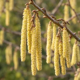 Noisetier de byzance (Corylus colurna) — longs chatons pendants jaunes sur branche · Photo d'illustration