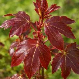 Érable champêtre 'Red shine' (Acer campestre) — feuillage rouge brillant en gros plan