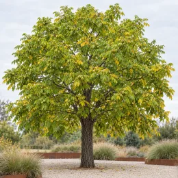 Noyer noir (Juglans nigra) — grand arbre isolé au feuillage dense · Photo d'illustration