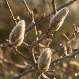 Magnolia étoilé 'Royal star' (Magnolia stellata) — gros plan sur bourgeons duveteux sur branches nues