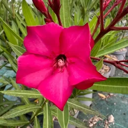 Laurier rose 'N° 13' (Nerium oleander) — gros plan sur grande fleur rose vif, photo 2