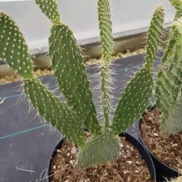Figuier de barbarie 'Xoconostle' (Opuntia chiangiana) — cactus dressé aux cladodes allongés en pot · Pot 2.5L