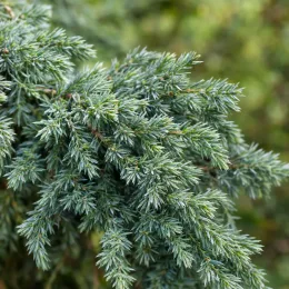 Genévrier 'Blue pacific' (Juniperus conferta) — ramure dense de conifère au feuillage fin