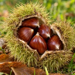 Châtaignier 'Camberoune' (Castanea sativa) — bogue ouverte laissant voir plusieurs fruits bruns · Photo d'illustration