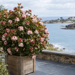 Viorne 'Aurora' (Viburnum carlesii) — arbuste fleuri en bac devant la mer · Photo d'illustration