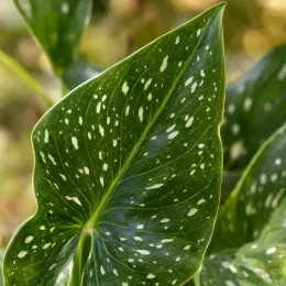 Calla jaune (Zantedeschia elliottiana) — gros plan de feuille verte tachetée