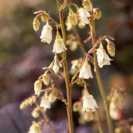 Heuchères 'Caffe frappe' (Heuchera) — grappes de petites fleurs clochettes crème, gros plan · Photo d'illustration