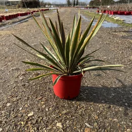 Yucca 'Ivory towers' (Yucca flaccida) — jeune plante graphique en pot rouge sur allée · Pot 10L