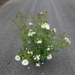 Rosier 'Opalia noaschnee' (Rosa) — arbuste fleuri blanc posé sur une chaussée · Pot 5L